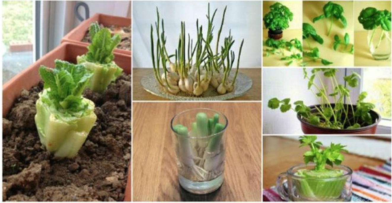 18 Pflanzen, die man von Küchenabfällen nachwachsen lassen kann
