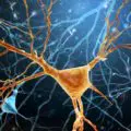 Studie: Neue Gehirnzellen bis ins hohe Alter - Gehirn erneuert sich das ganze Leben lang