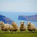 Neues Gesetz in Neuseeland erklärt ALLE Tiere zu empfindungsfähigen Lebewesen