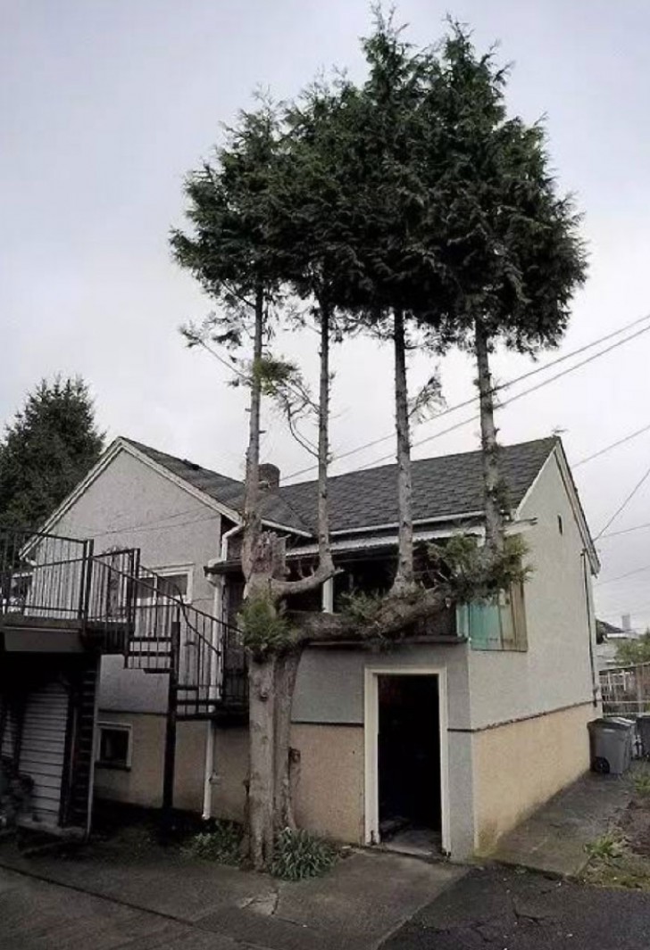 20 zähe Bäume, die sich weigern zu sterben