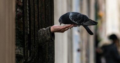 Eine Taube frisst aus der ausgestreckten, offenen Hand eines Menschen