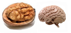 walnut-brain2