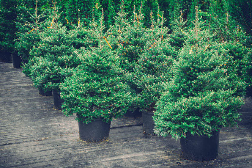 Tannenbaum zum Mieten: Weihnachten bei dir zu Hause, danach zurück in die Natur