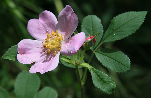 wilderose
